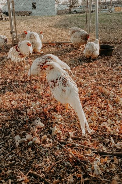 backyard chicken farming profit farm