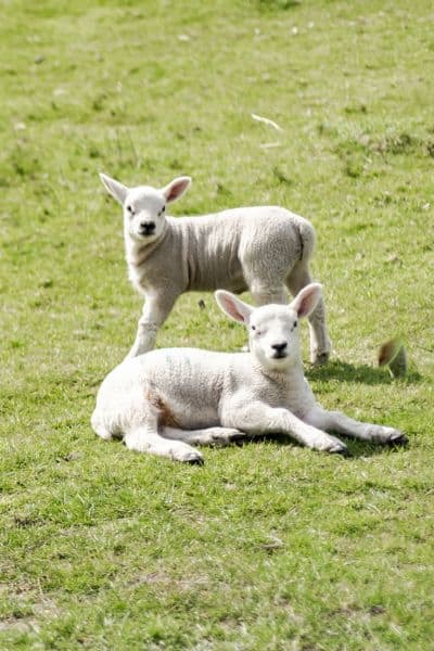 header image for how to make money farming post