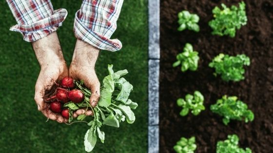 39+ Hobby Farm Income Ideas