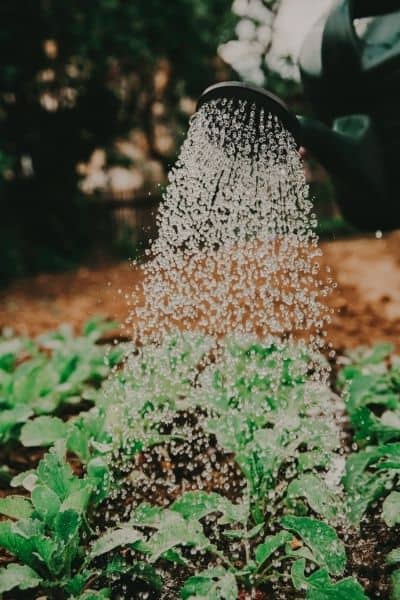 11+ Easy Tips How To Make Money Gardening And Turn your Garden into a Side Hustle