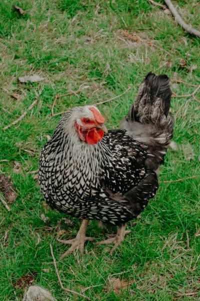 backyard farm chicken of someone trying to make money homesteading